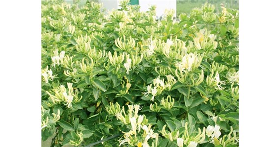 金銀花烘幹機怎（zěn）麽使用（yòng）才能烘幹出上好的金銀花呢？