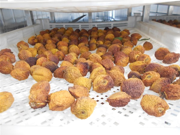 果蔬烘幹房成為廣（guǎng）大（dà）農民朋友的烘幹主力設備